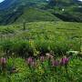 まだ見ぬ東北の自然再発見の旅その2　百花繚乱！鳥海山登山後編　千蛇谷コースで新山へ