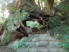 神社の脇から奥の院に向かうと、、、

宿に写真があった生樹の御門 
楠木に空いた空洞をくぐっていくパワースポット

9時前なのに暑くて汗があふれる
