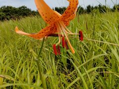 ベンセ湿原です。
木道も草で覆われていて湿原というよりも草ぼうぼうの野原といった方が良いかもしれません。