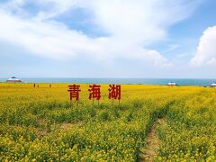 青海湖に到着。駐車場から湖畔に向かう途中に菜の花畑が広がっていた。