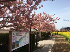 河津桜と菜の花が同時に楽しめる川へ来ました