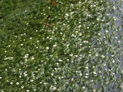 この地蔵川には珍しい水中花「梅花藻（バイカモ）」が咲いていました。
多くのカメラマンがこの花の写真を撮影していました。