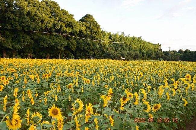 2022 盆休み早朝に佐倉西部自然公園のひまわり畑に行ってみた