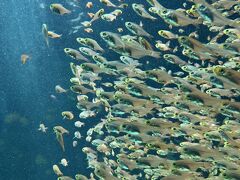 『アクアマリンふくしま』@福島県 に開園時間ぴったりに入りました！行列もなく水族館の中も混んでいませんでした。
綺麗なお魚1 ϵ( 'Θ' )϶