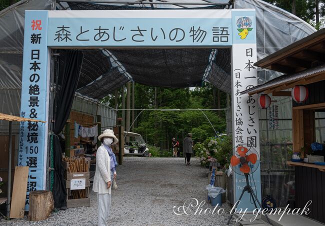 広大な杉林に咲くあじさい ～みちのくあじさい園～』一関(岩手県)の
