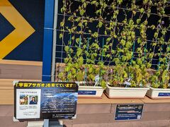 宇宙飛行士の山崎直子さんと宇宙を旅したアサガオの種の7代目を空港展望台で育てていました。