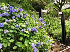 多摩川台公園の紫陽花１
