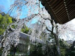 8：50　千光寺

樹齢100年以上、高さ15mのしだれ桜が見頃。


拝観料　無料
駐車場