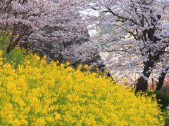 6:40　津山城跡　鶴山公園

「日本100名城」「日本さくら名所100選」の津山城跡へ。
桜まつり期間中は7：30開門。


大人/310円
駐車場有り