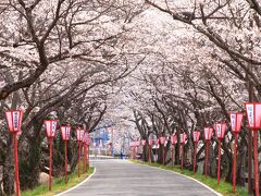 10:10　久世のトンネル桜

旭川堤防1kmに約180本の染井吉野が見頃。
地元の人で賑わっていた。
次回はライトアップを。


見学自由
駐車場　有り