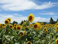 ひまわりの切花が200円で売ってた