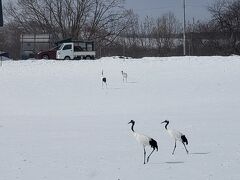 タンチョウが来る駅・茅沼