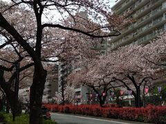 播磨坂桜並木(文京区)