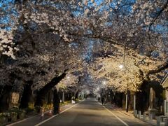 谷中霊園桜並木(台東区)