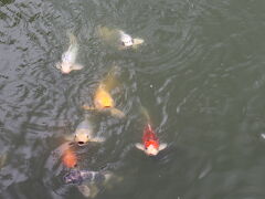 鯉城と呼ばれるだけあって、鯉がたくさん。