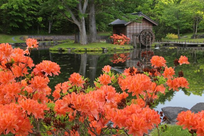 初夏の北海道 利尻島 宗谷 層雲峡 富良野 可憐な花巡り Part４ 利尻島 北海道 の旅行記 ブログ By J Ryuさん フォートラベル