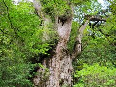 こちらは正面から。
ずっと見てられる。