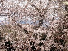 車内はがらがらで、
トンネルばっかりで、沿線の桜がきれい。
勝沼ぶどう郷駅前の桜が見事。
東山梨駅は梅林？が見事。
しかし甲府の盆地度ってすごいなあ笑
ぐるりと山に囲まれてるのが目視できる。