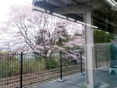 元善光寺駅の桜。
シートが写り込んでしまっていますね。

