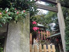 山茶花きれいな東京大神宮。