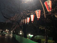 3月下旬は、桜の開花が目前でした。