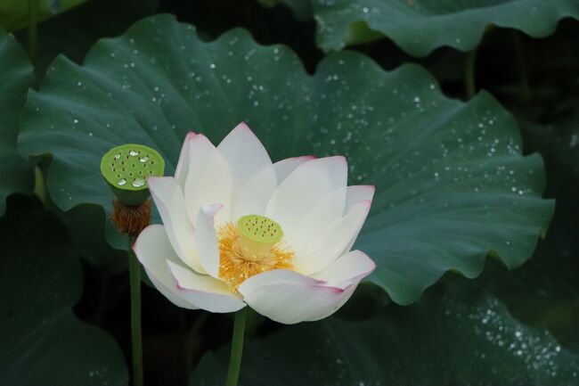 水滴がついてて、とってもフォトジェニック♪