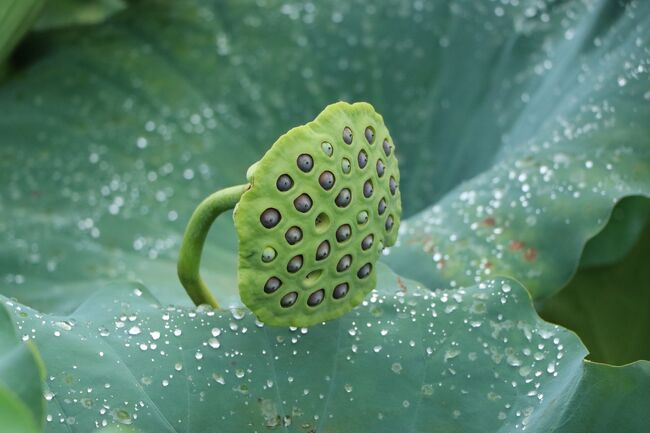 小首かしげて、何想う。