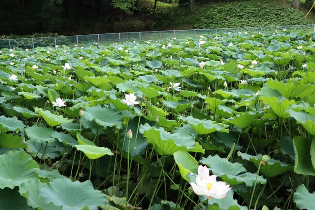 雨あがりの朝、豊田市西山公園の奥にある、ハス畑にまっすぐ向かいます。<br />予想に反して、いっぱい咲いてますよ。