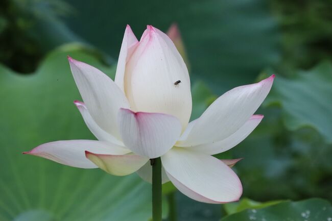 トンボとか、もっと大きな虫はいないみたい。