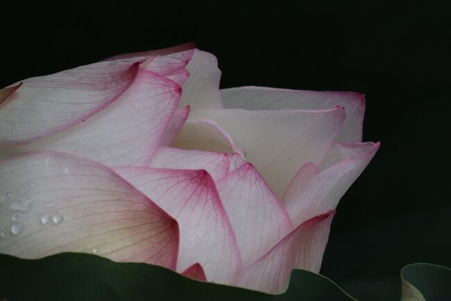 この子は、寝ちゃってる、横向きでした。