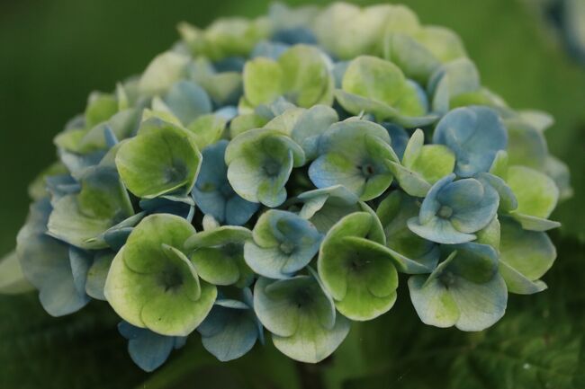 ハス畑を後にして、散歩してみたら、まだアジサイが咲いてました。