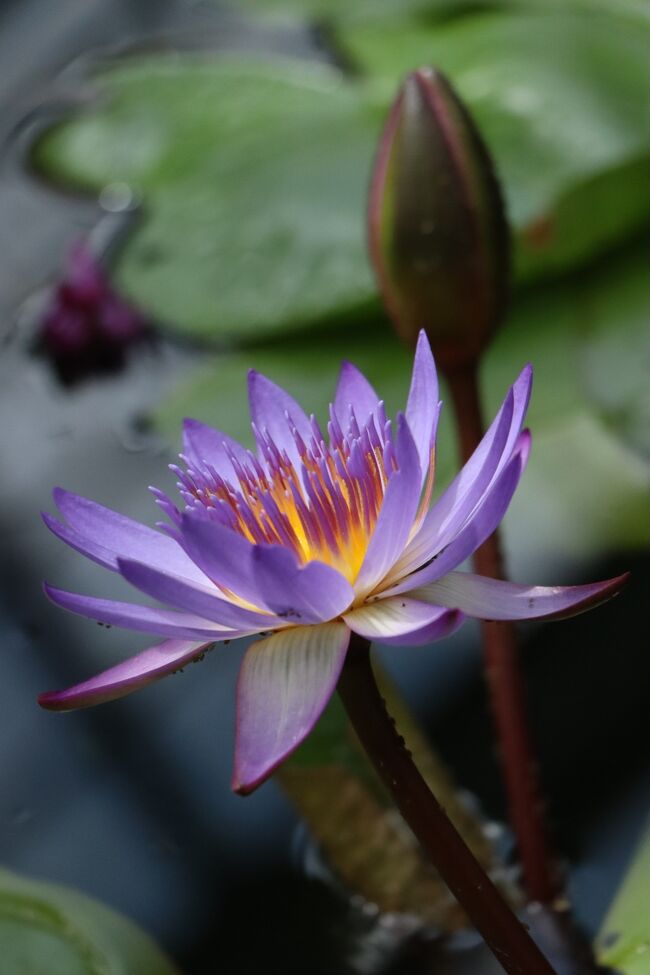 紫の妖艶な水連、魅せられます。