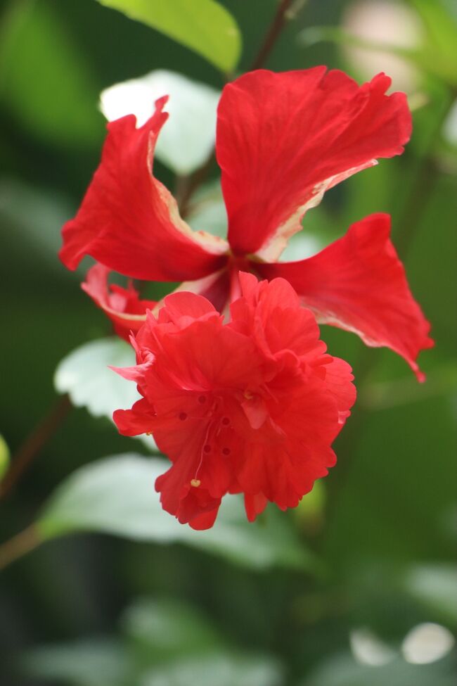 ハイビスカスクーペリー