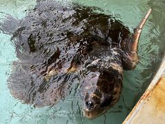 近くの下田海中水族館に立ち寄りました。愛想の良いウミガメさんがお客さんに大サービスで近寄ってくれます