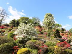 自宅から目的地の宮城・大崎市は遠すぎるので、途中のお花スポットに寄り道・休憩しつつ向かいました。距離と時間節約のため、前日夜出発、途中道の駅で仮眠。まずは須賀川の大桑原つつじ園に立ち寄り。
