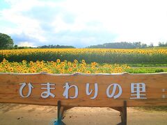 日本一のひまわり畑で、２００万本のひまわりが咲いているとのこと。
７月下旬から、ひまわり祭りが開催されているが、８月上旬が見ごろです。
