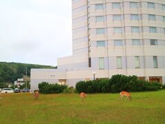 今日もホテル周辺に出没してきた鹿の群れ