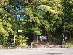 大谷川まで降りてきました～
太郎杉という有名な大きい杉の木があります。