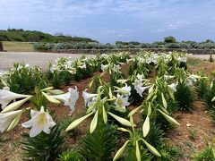 リリー公園は広く満開なのに見学者は2人