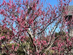 10時からの朝食の後は16時まで自由時間だ。
少し周辺を散歩しよう。
桜にはまだ早いのだが、この河津桜は早くもほころんでいる。