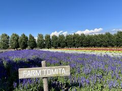 紫色の花はラベンダーではなくブルーサルビアだけど、やっぱりこの景色がファーム富田らしいですよね。