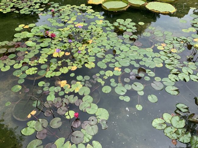 蓮がきれいでした。