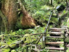 「苔むす森」　　スタートしてから約１時間

通称「もののけ姫の森」といったほうがわかりやすいのでしょうか。
