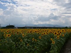 そしてひまわり畑の向こう側は、天下の大動脈・東海道新幹線。