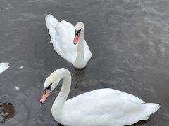 雨は降ったりやんだり。
山中湖へ帰還。

山中湖で幅をきかせている奴ら、それは白鳥。