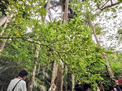 米原のヤシ原生林

石垣島と西表島にしか生息しない国の天然記念物ヤエヤマヤシの群落