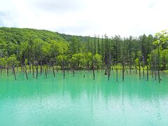 美瑛(白金) 青い池