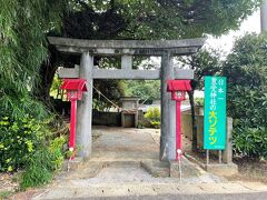 坂井神社の大ソテツ
