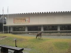 奈良国立博物館です。
ここにも鹿がいます。