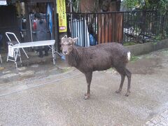 奈良公園名物の鹿さんです。